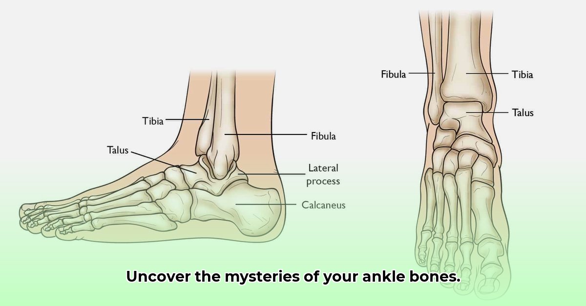 human-ankle-bone-anatomy